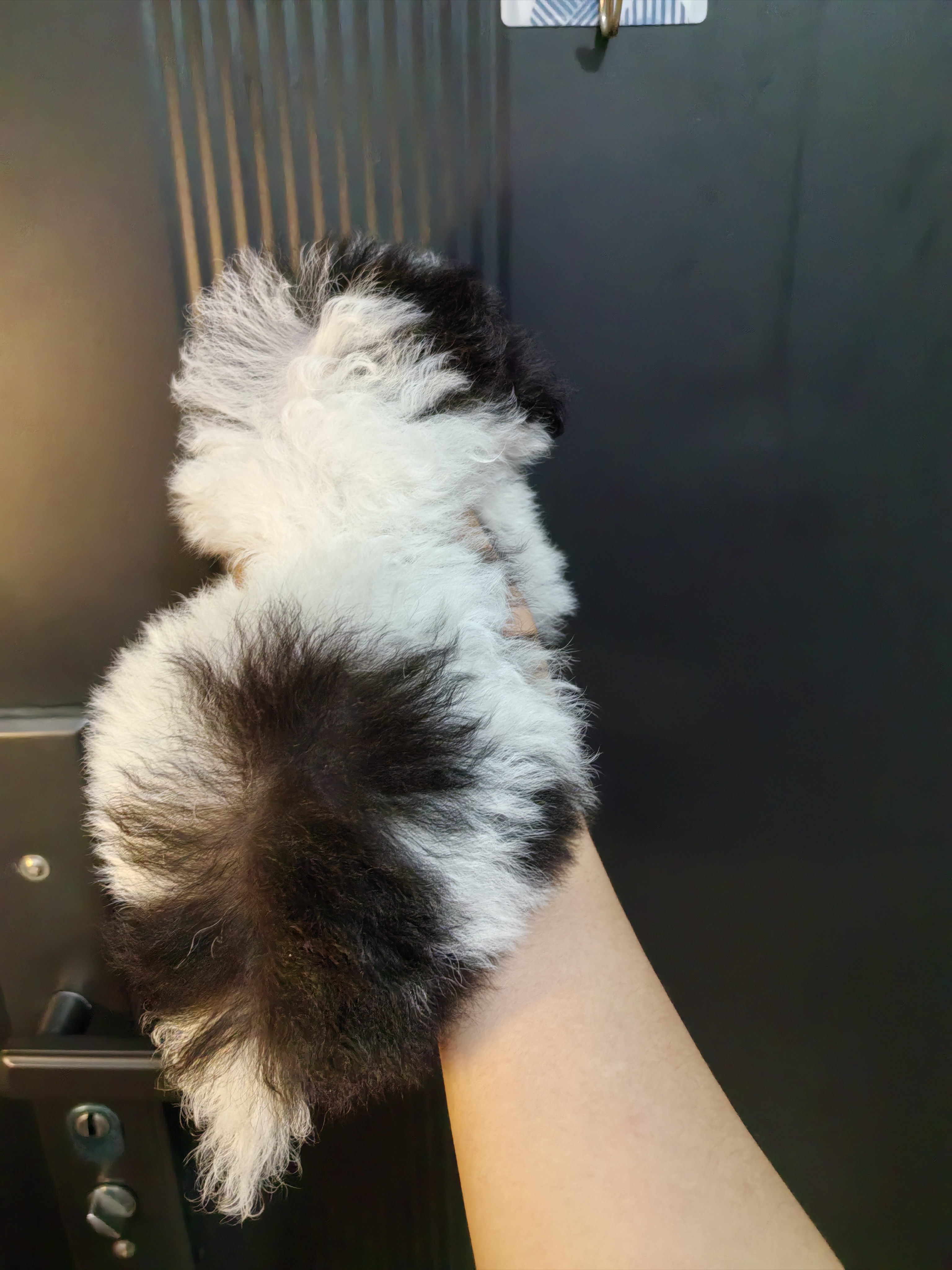 超小体灰白花马尔泰弟弟
